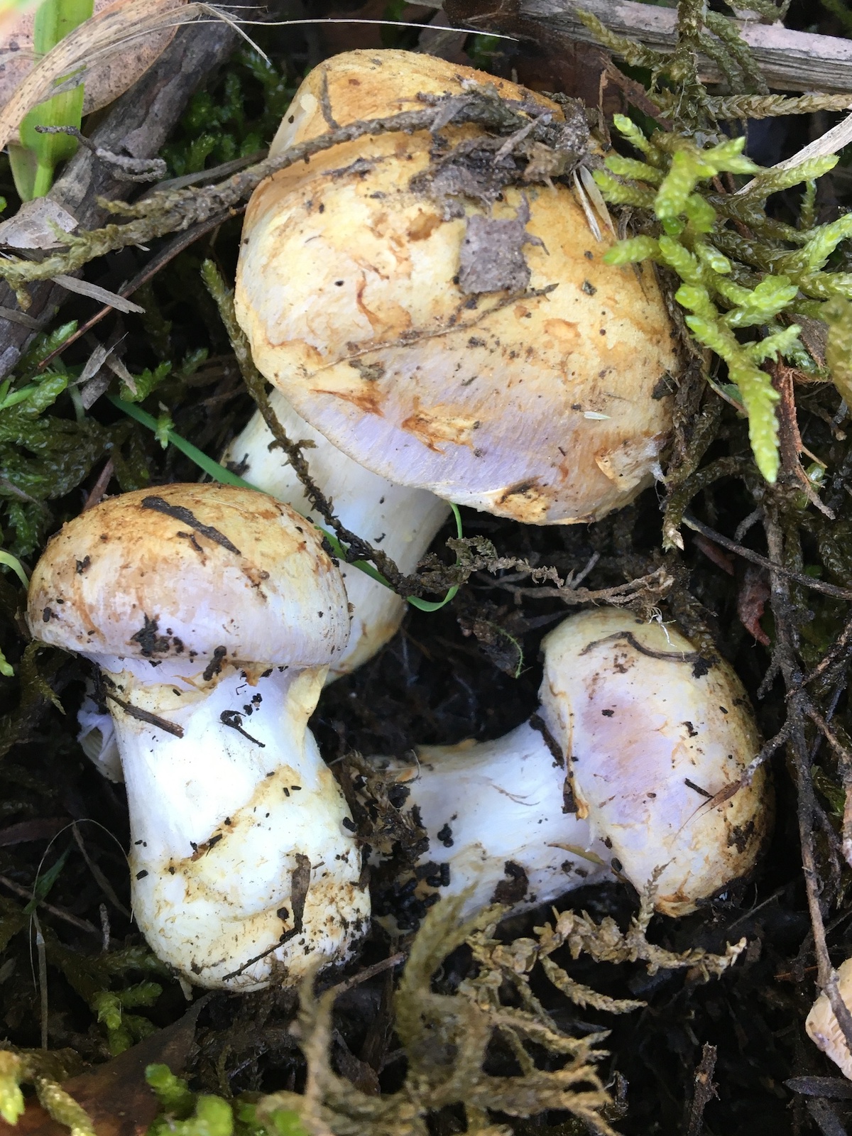 Cortinarius mushrooms