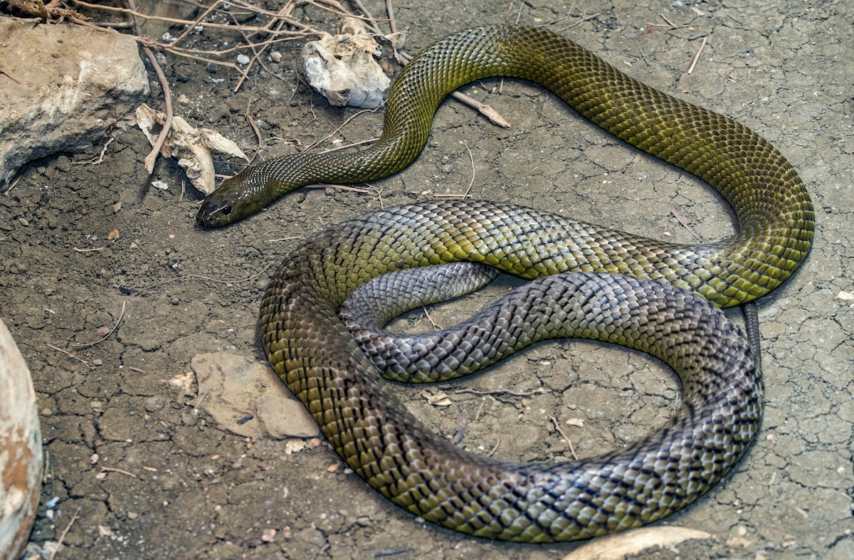 Inland taipan