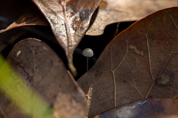 Mushroom