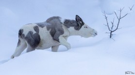 Piebald Moose