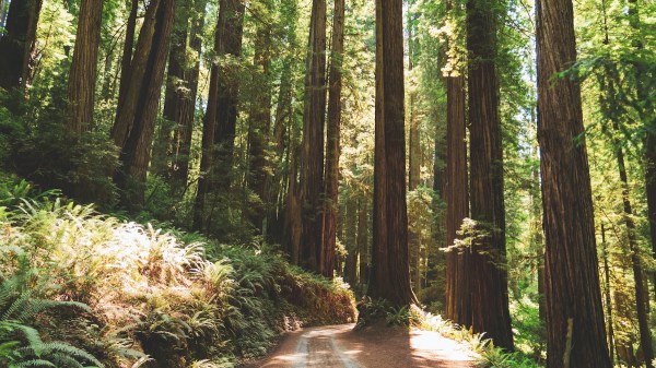 Redwood Forest