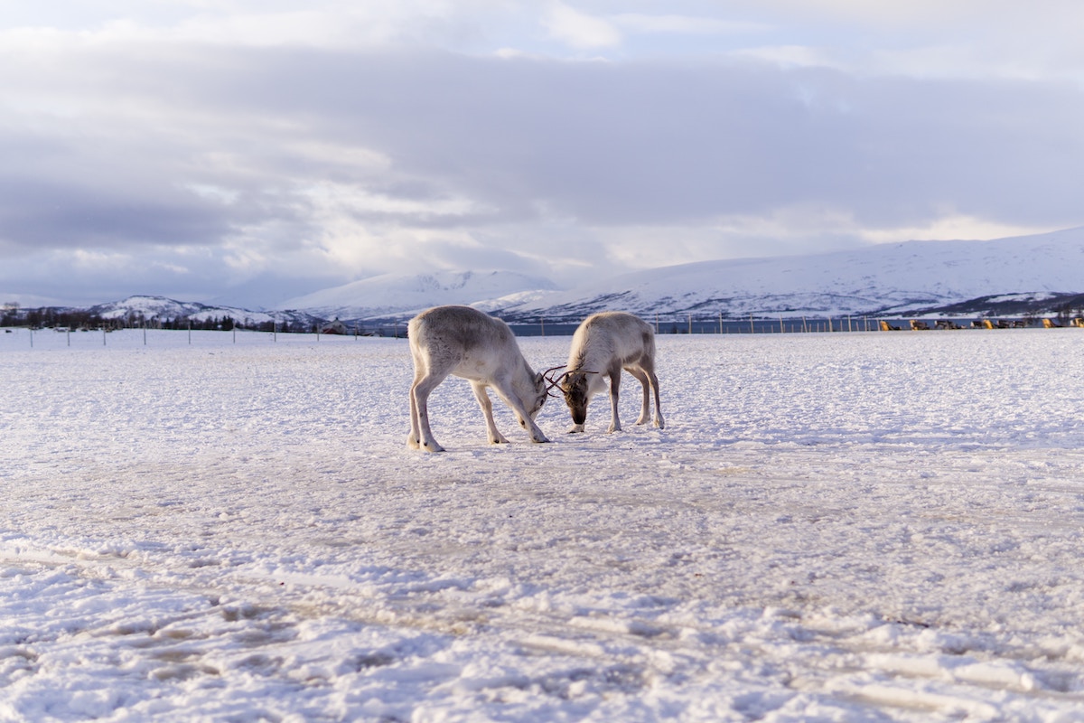 Reindeer