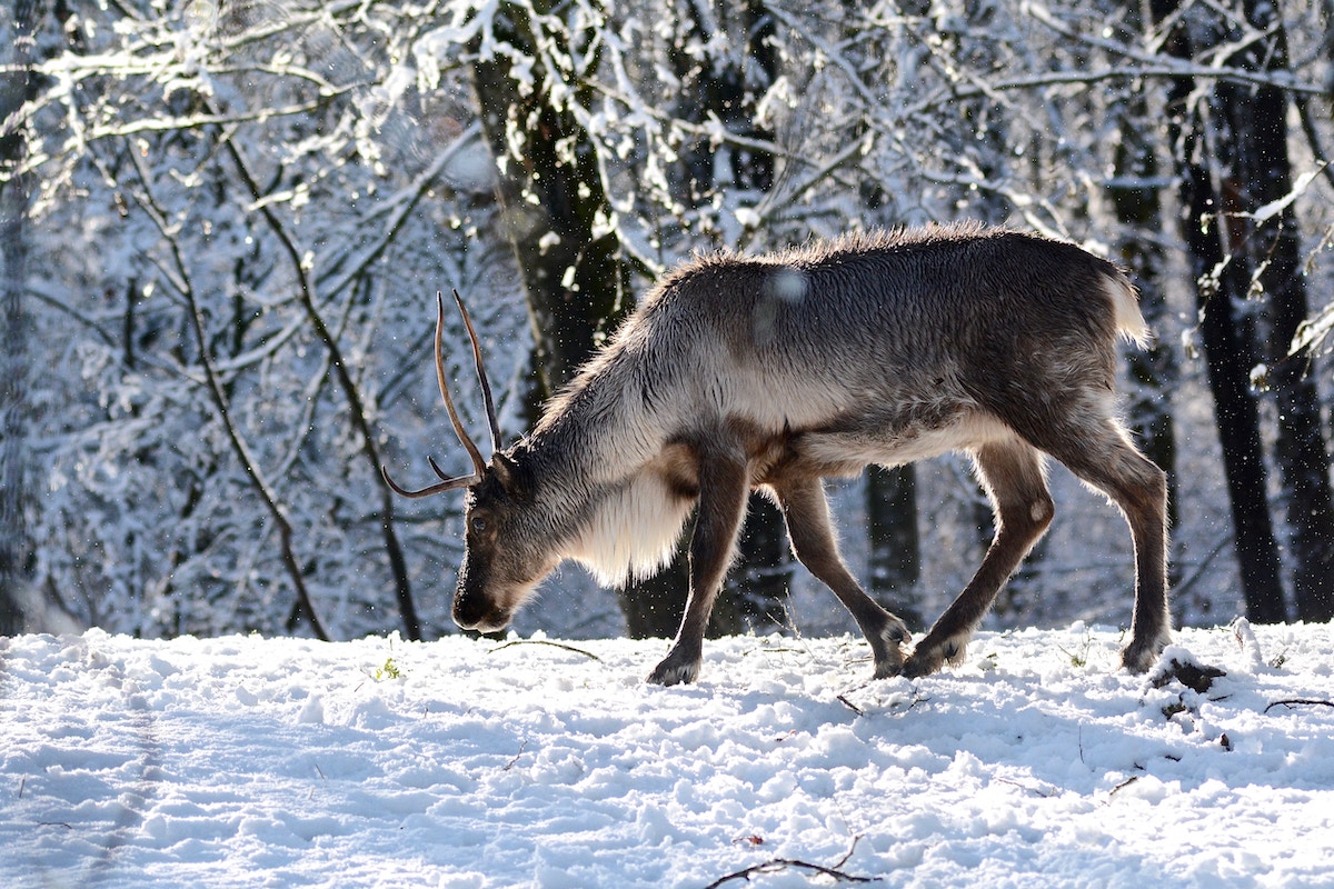 Reindeer