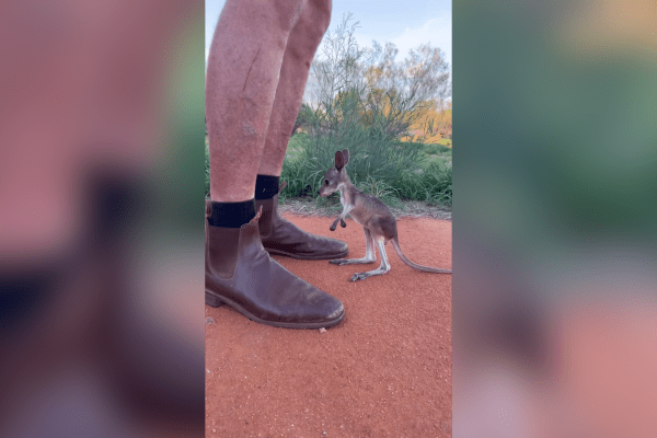 wallaroo