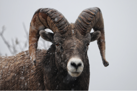 bighorn sheep battle video