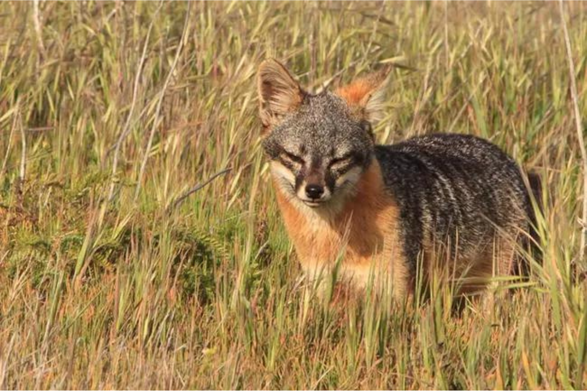 Channel Islands wildlife