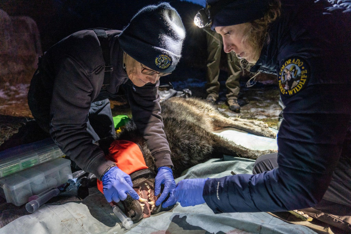 colorado wolf release