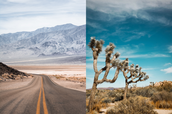 death valley or joshua tree