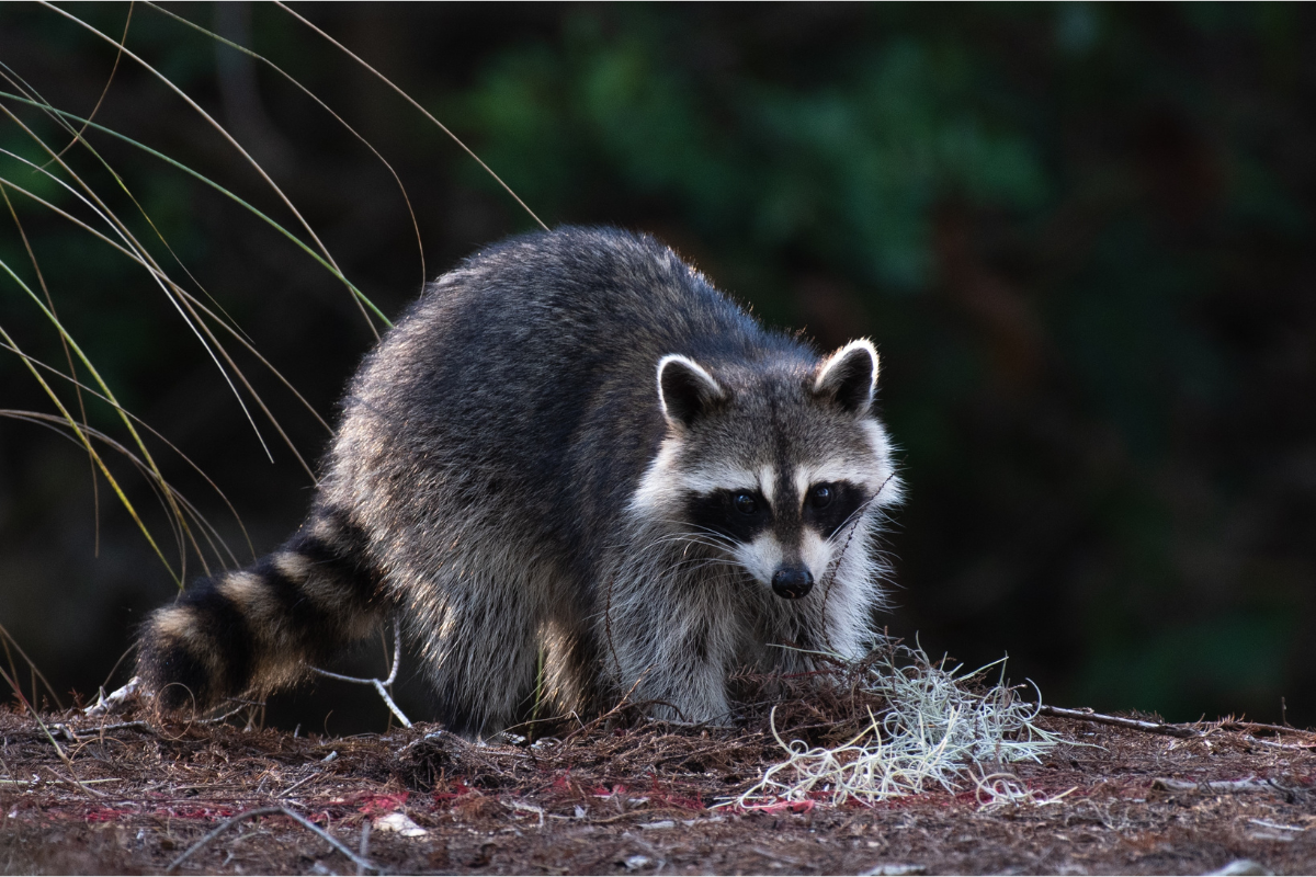 getting rid of raccoons