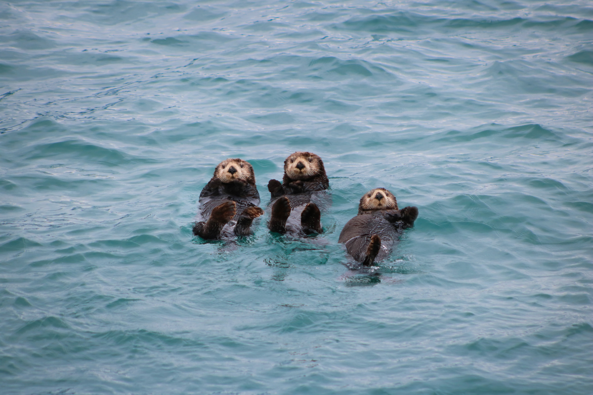 dangers of otters