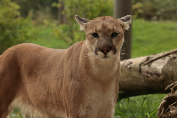 mountain lion growl