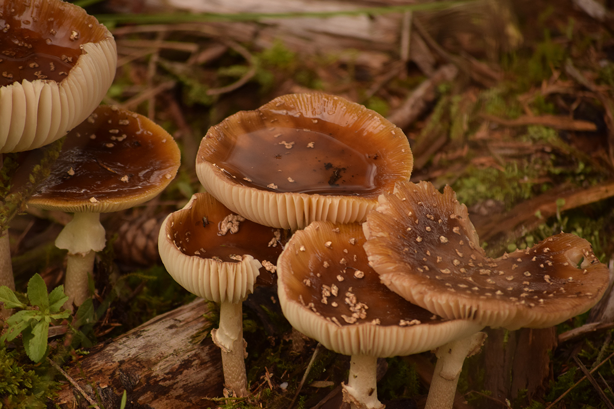 mushroom-foraging-jobs