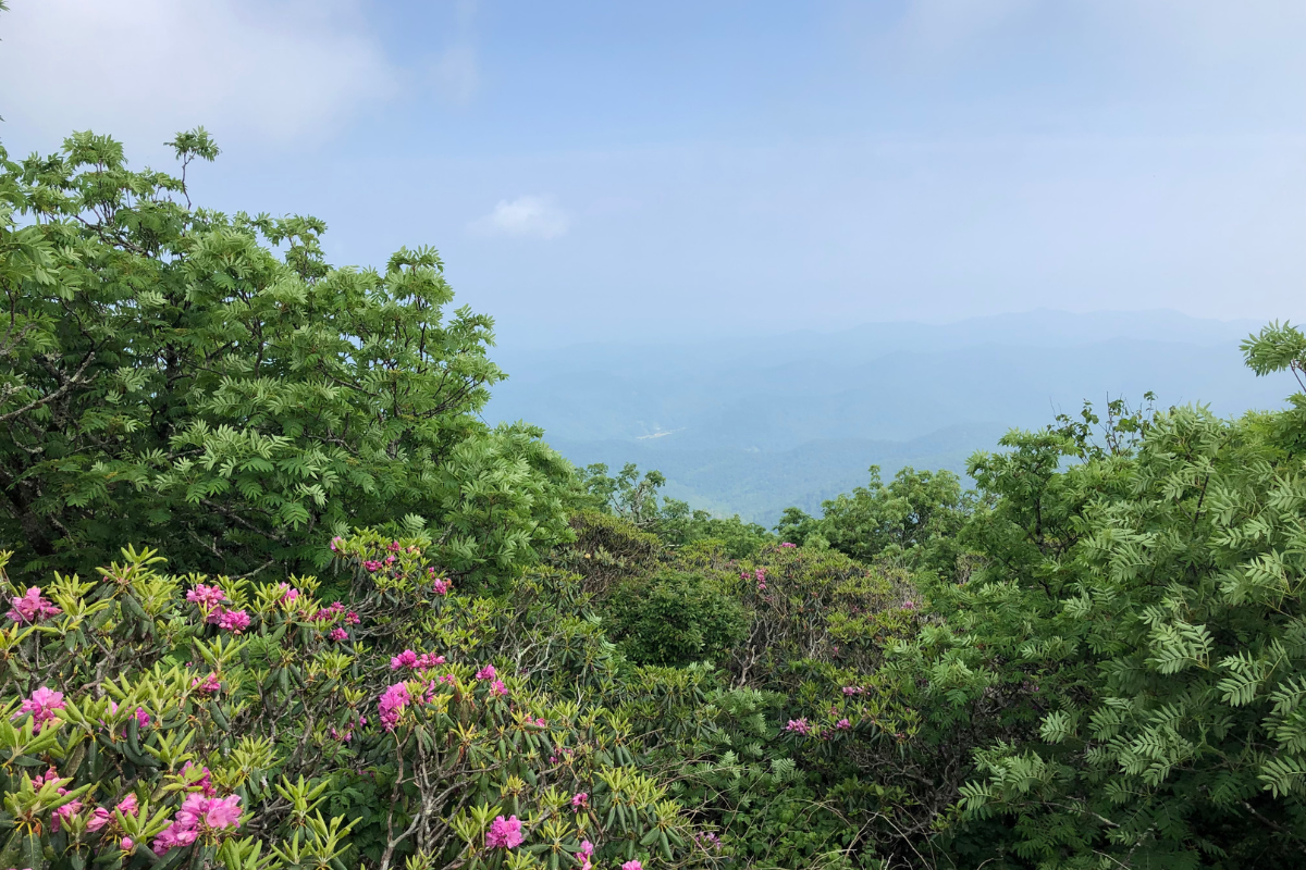 Pisgah and Blue Ridge Parkway