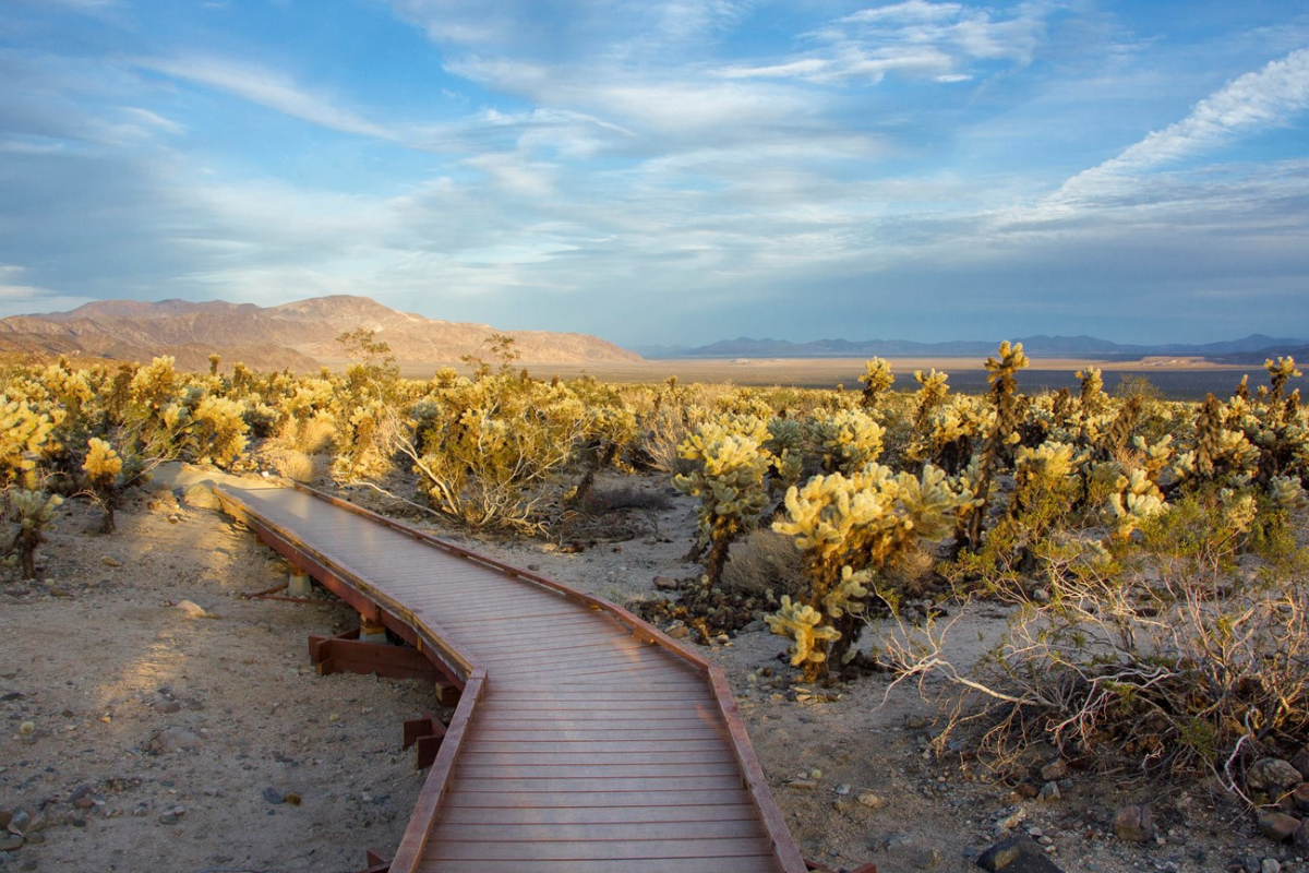 remove a cholla cactus