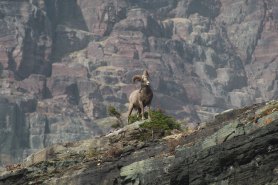 Bighorn sheep