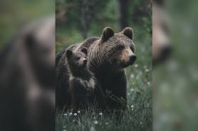 Brown bear with cub