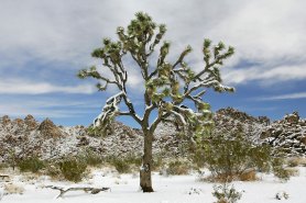 snow Joshua Tree National Park