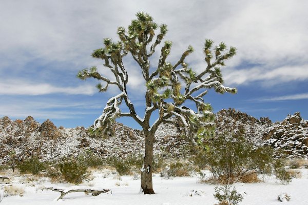 snow Joshua Tree National Park