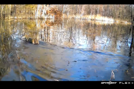 coyote on a trail camera