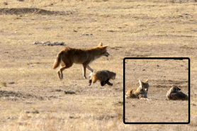 coyote and badger hunt together