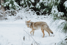 coyotes video