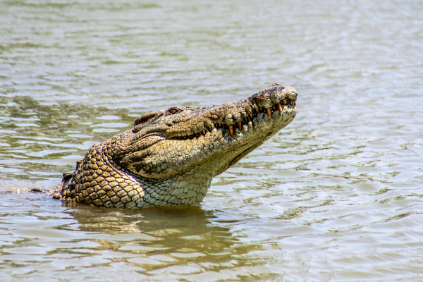 crocodile diver