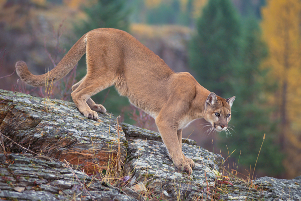 identifying mountain lions