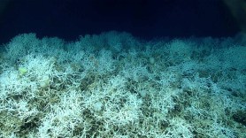 coral-discovery-florida