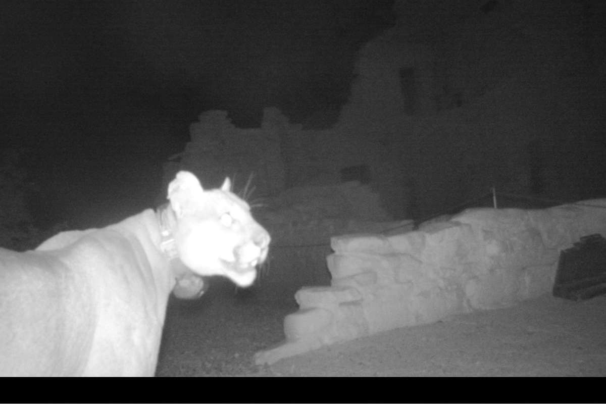 mountain lion in colorado