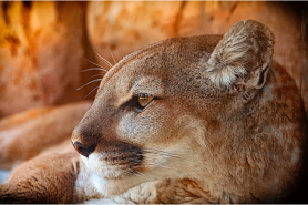 Mountain lions are known for stalking their prey.