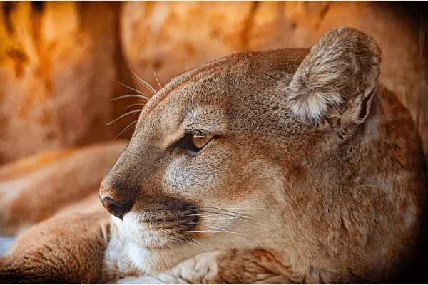 Mountain lions are known for stalking their prey.