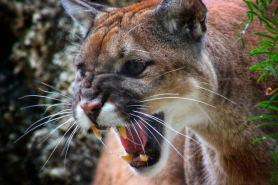 fighting mountain lions