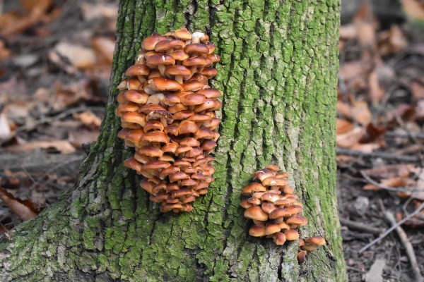 mushrooms to forage in january