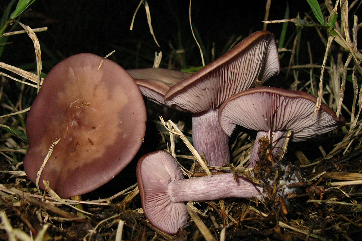 mushrooms-to-forage-in-january