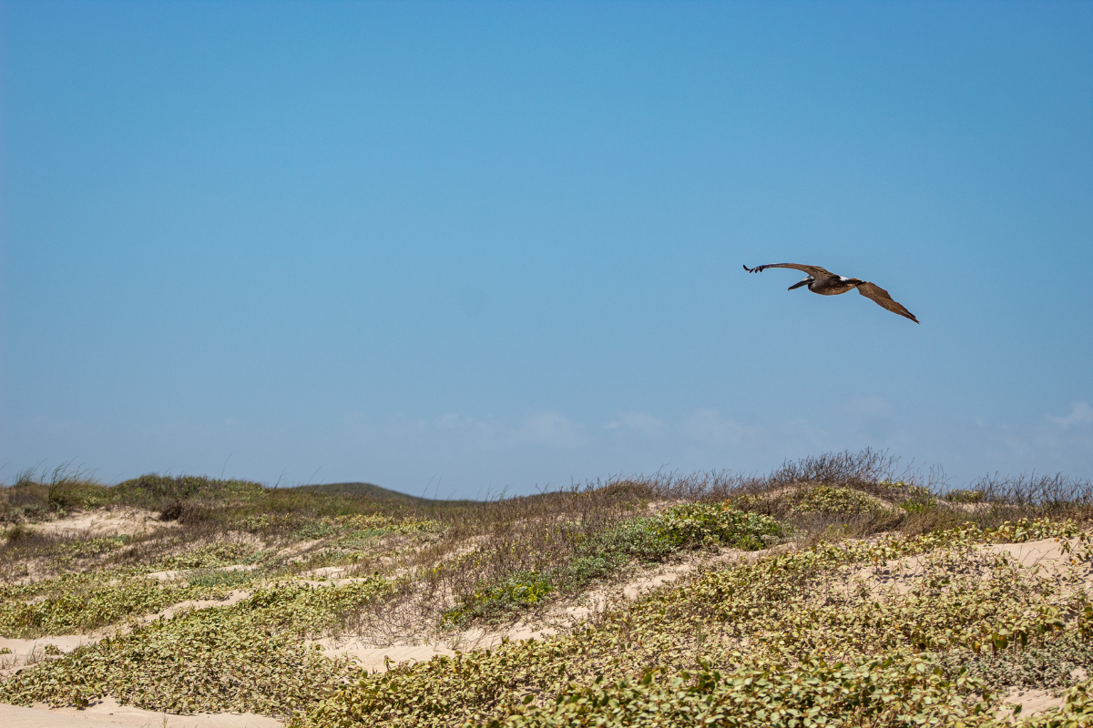 Padres Island in Texas