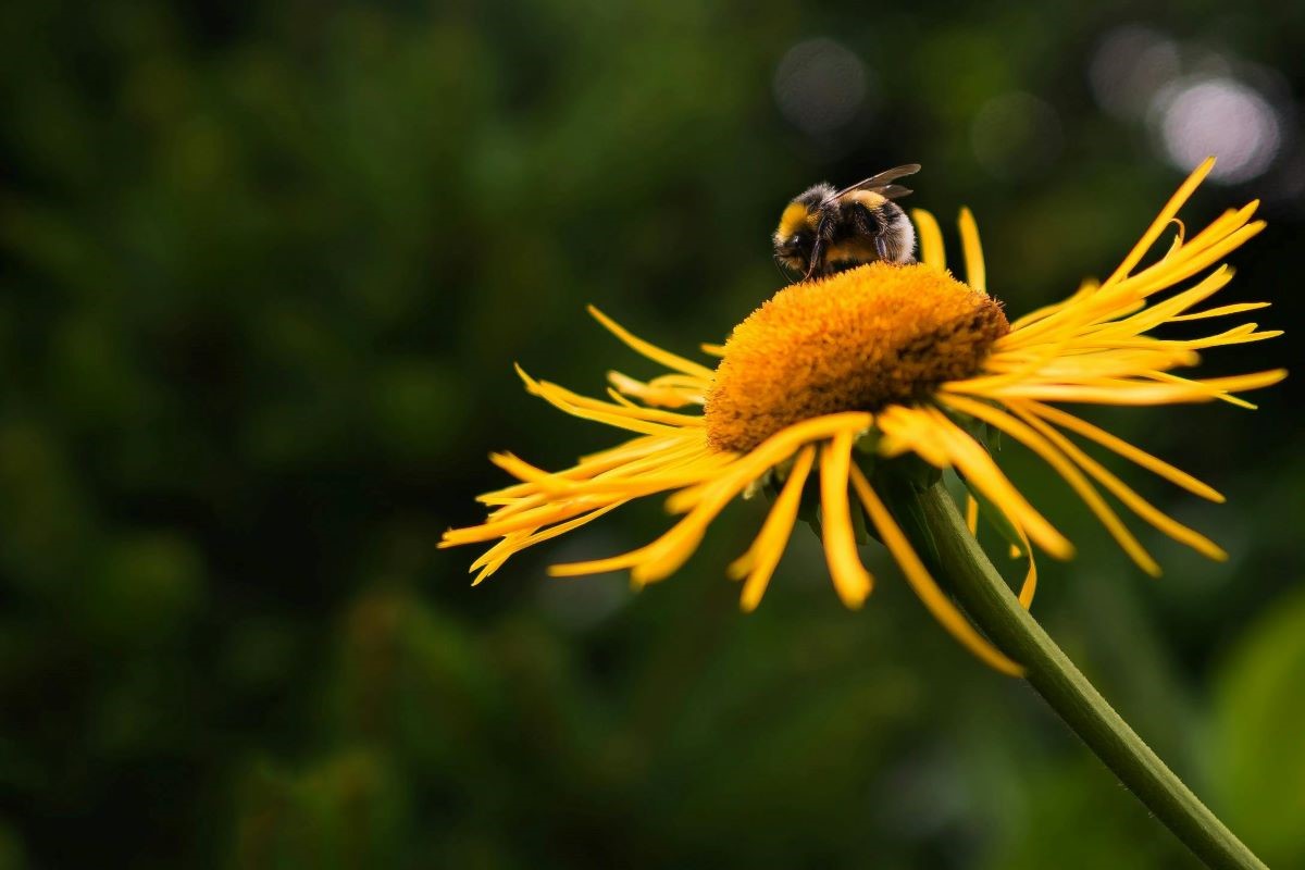 beekeeping-for-beginners