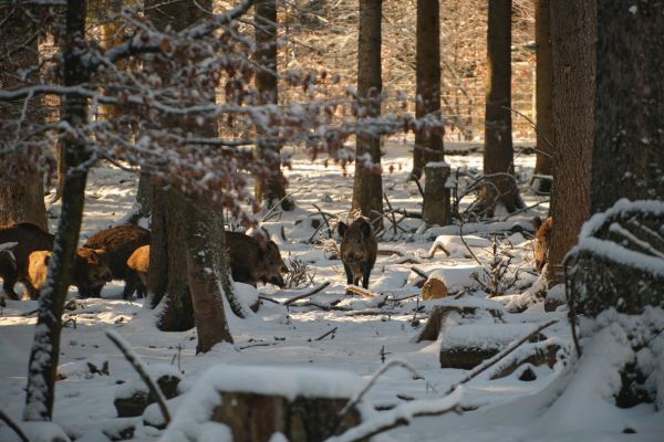 wild boar snow