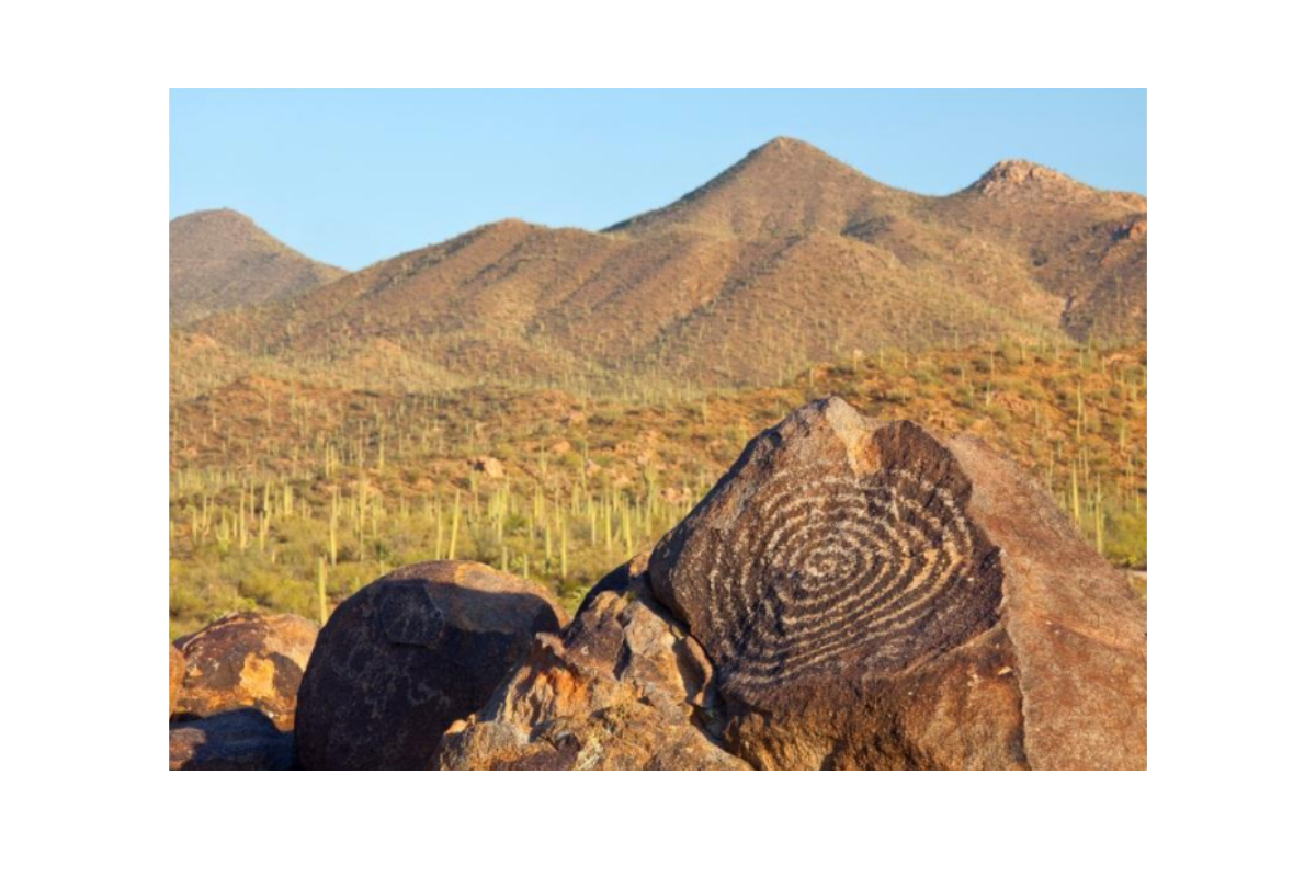 visting saguaro