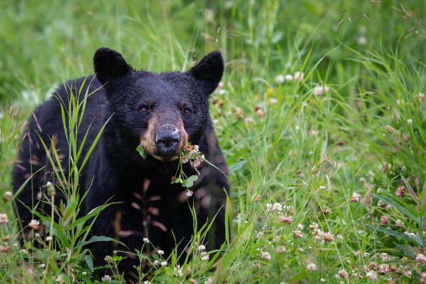 bears found in california