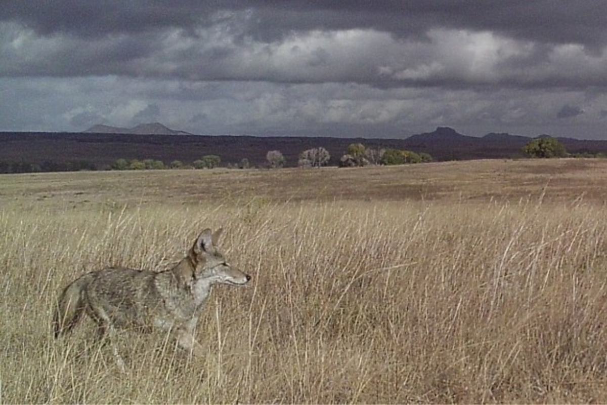 wildlife u.s. border