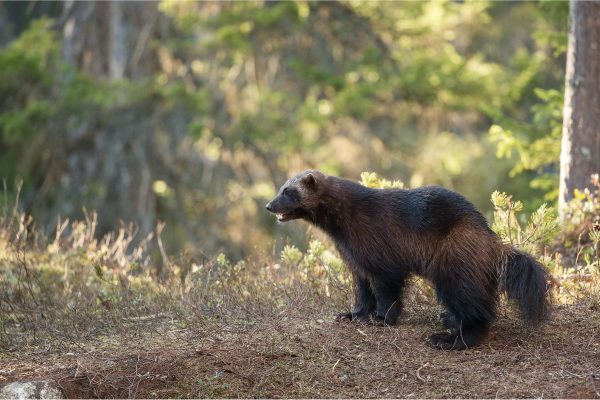 what is a wolverine?