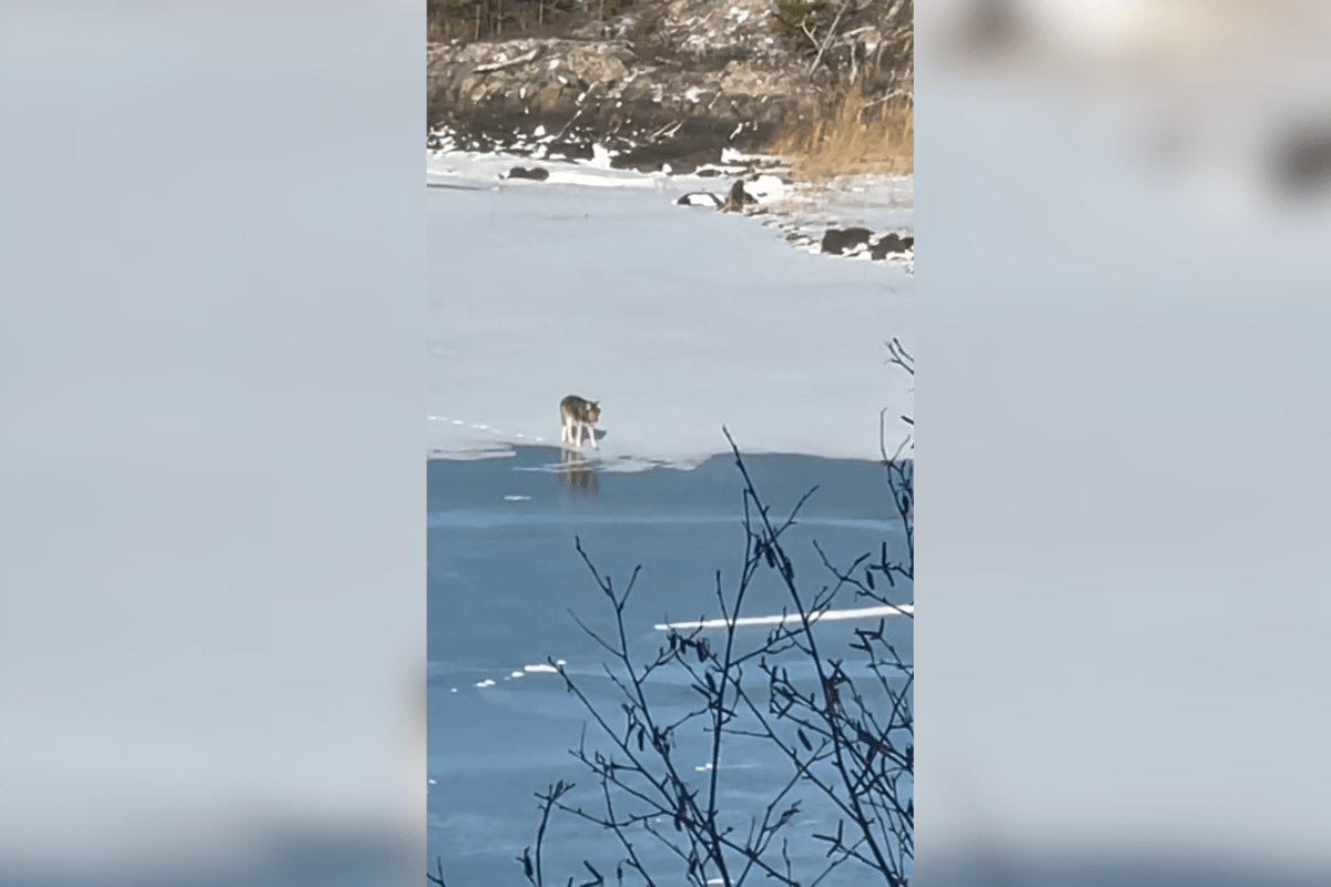 winter hiking traction