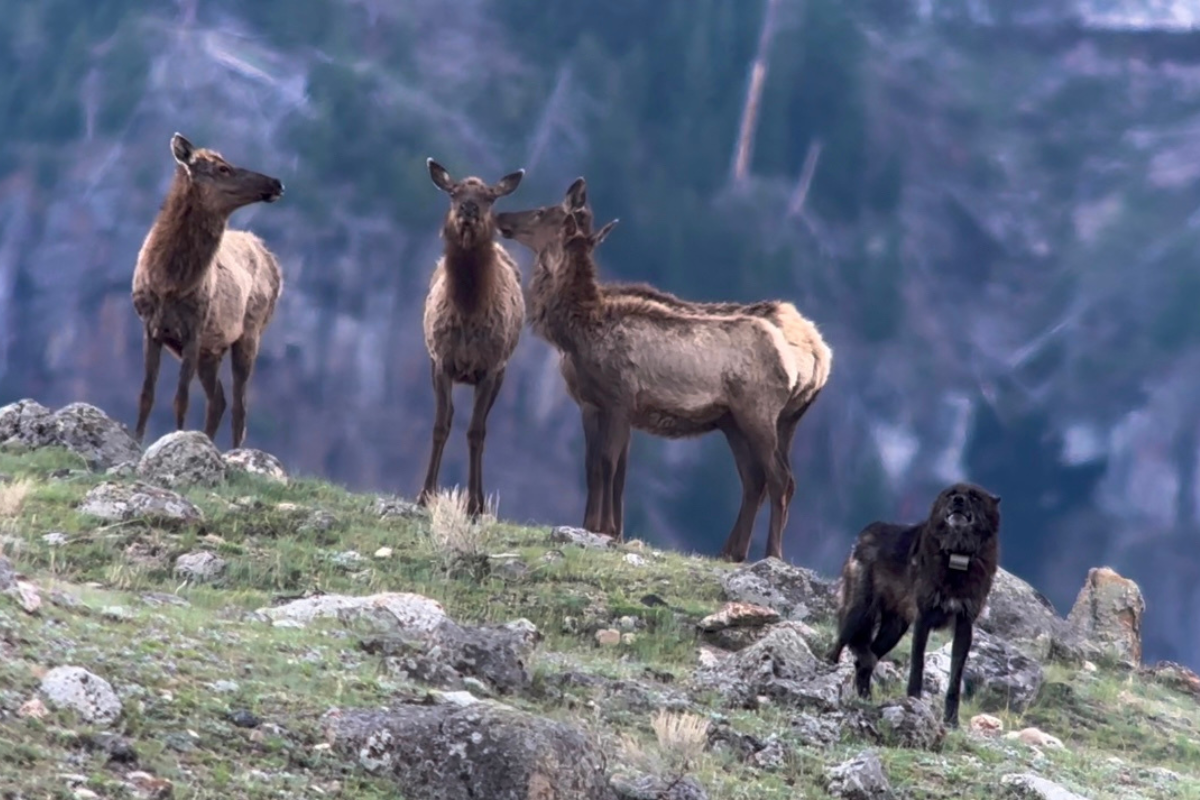 wildlife in yellowstone national park