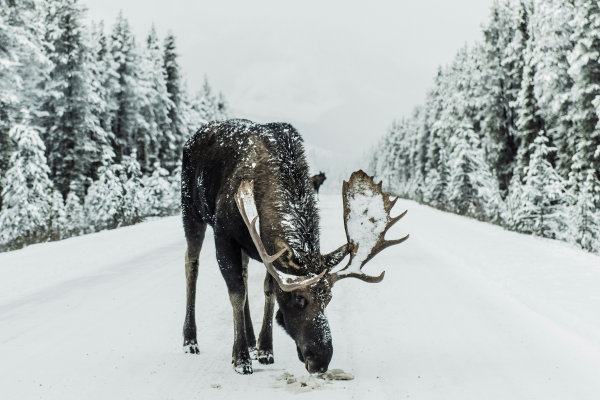 In Alaska, moose are very common.