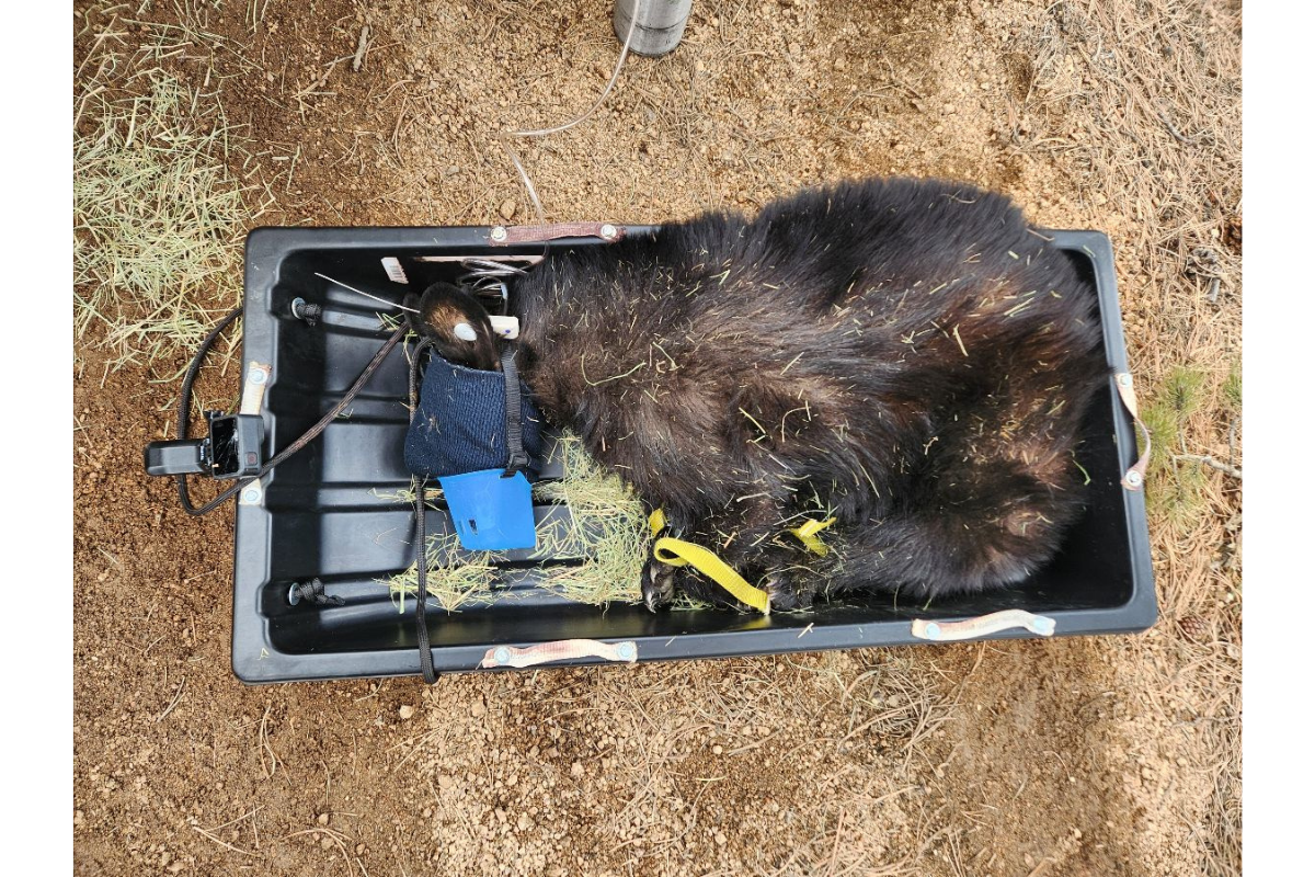 colorado bears released