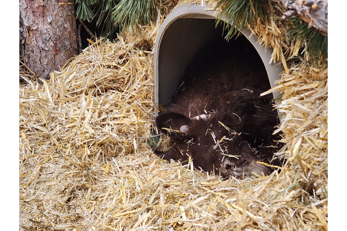 Bear cubs rereleased into the wild.