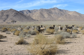 wild burros