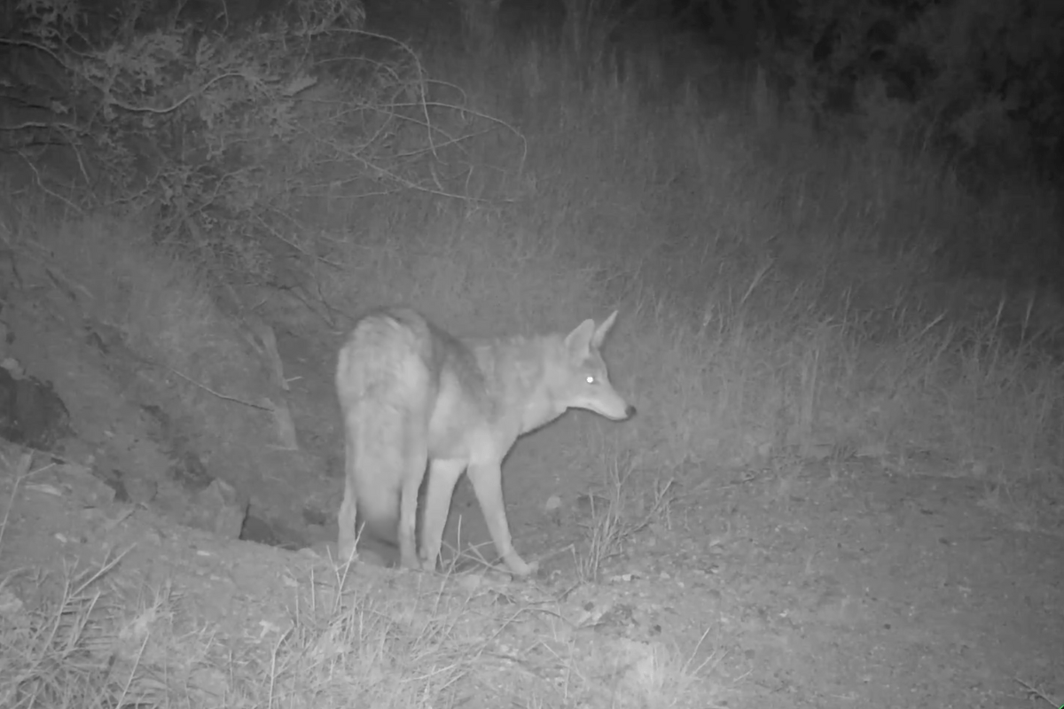 coyote zoomies