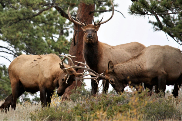 elk crossing video