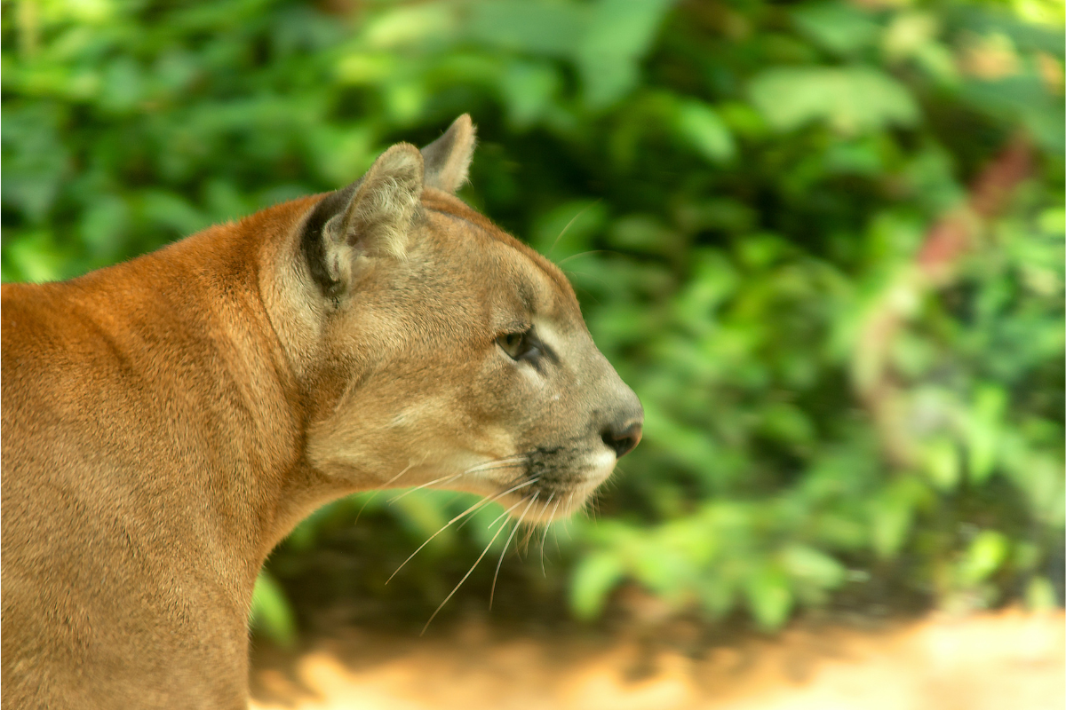 Washington mountain lion attack